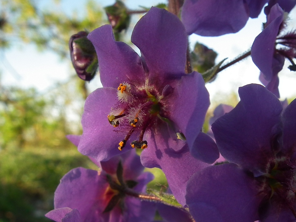 Verbascum phoeniceum / Verbasco porporino